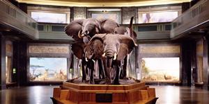 AMNH_Elephants 